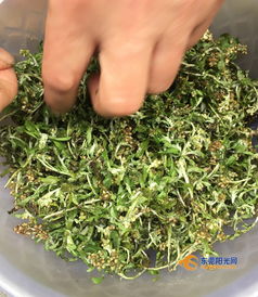 初春蕲艾绿满园，水乡巧手做青团