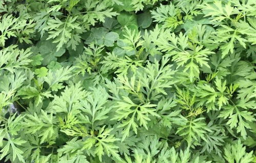 蕲艾 从田间野草到养生瑰宝