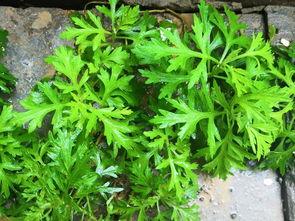 农村野草成致富新宠 驱蚊特效蕲艾，市场价7元一斤引种植热潮