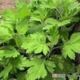 求购艾叶批发指南 如何找到可靠的蕲艾厂家货源与种植供应信息