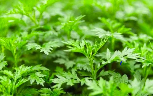 坟头艾草的秘密 蕲春古传与艾草种植的生死之缘