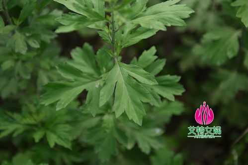 蕲艾 艾草家族的翘楚及其种植之道