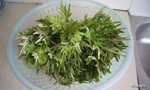 艾草不止挂门口，扦插做“天然蚊香” 蕲艾种植，打造清爽无蚊夏日