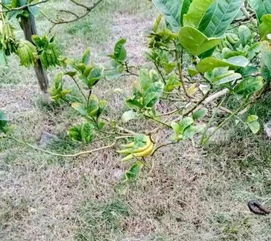 柠檬奇遇记 沥林工厂惊现奇特“柠檬果”，背后竟是蕲艾种植新探索？
