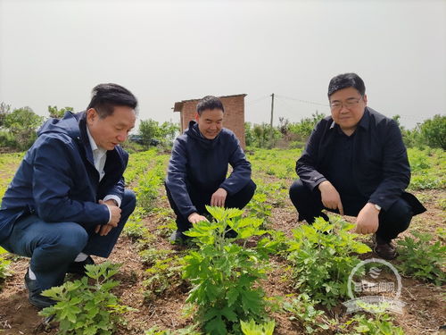 从光伏发电到艾草种植 东邓村集体产业经济带动村民增收的新路径