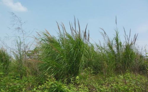 这种野生植物常被误认为艾草，有着特殊香味，见到了要好好珍藏