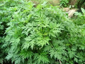 路边的野艾无人采？从你的疑问探寻蕲艾种植的价值密码