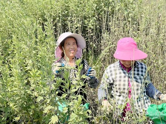 蕲春设立27个蕲艾收购点，“现金收购”让艾农丰产增收