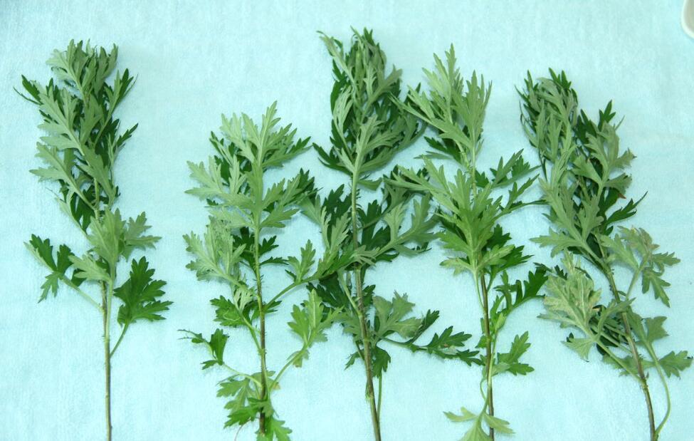 江西蕲春珍菌艾叶的神奇妙用与高山生态秘密 植物珍品之王——植物芳芳SPA生草药浴之醉眠