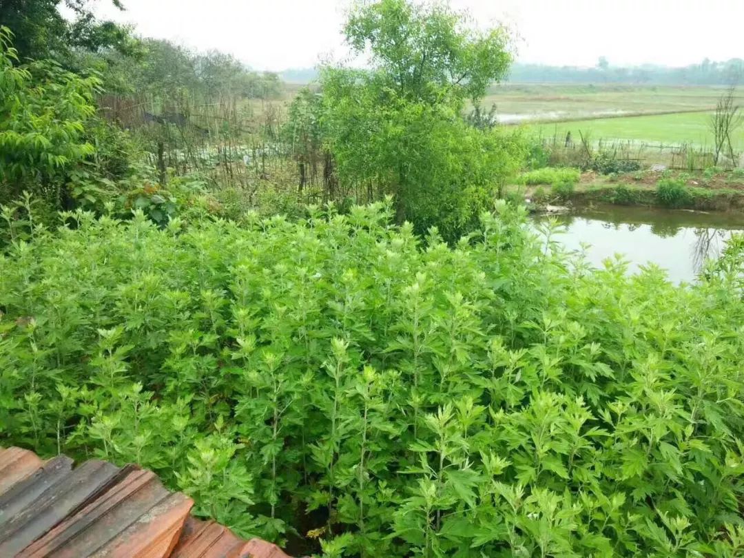睡不好=慢性自杀！李时珍故里的蕲艾枕，帮你快速入眠
