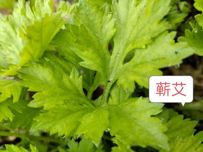 九尖蕲艾种植技术详解