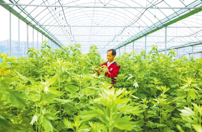 蕲艾产业链助力乡村振兴