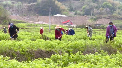 刘河镇的这个“三无村”，用艾草敲开致富门